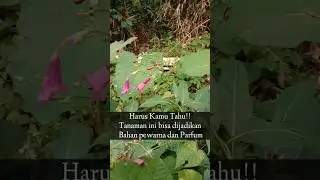 Did You know : Strobilanthes hamiltoniana #health #healthy #flowers #shorts
