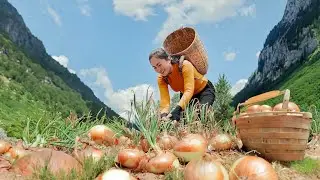 Harvest onions and bring them to the market sell - cooking and selling