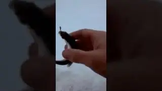 Необыкновенная плотва.