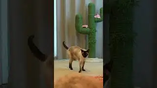 The last hallway challenge? #kittisaurus #cats #challenges #epic
