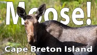 20230814 Moose, Moose, Moose! (& Sydney)