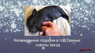 Неожиданные подарки в год Свиньи: советы Жасмин, Панайотова, Зары и других артистов