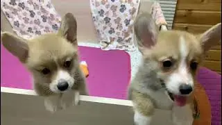Корги мальчики ЭДРИАН и ЭЙС ЭЛЕГАНТ, 2 месяца