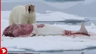 Seals and Even Whales Are Afraid of This Bloodthirsty Monster