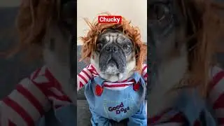 The Best Halloween Costumes - Shaq The Pug 
