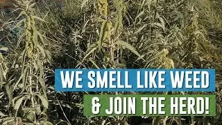 We all smell like weed & join a flock! My favorite campsite. #vanlife