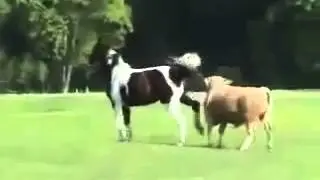 Animals Having Sex Breeding Reproducing Bull in heat humps horse Mating ~ Best Funny Animals 2014 by