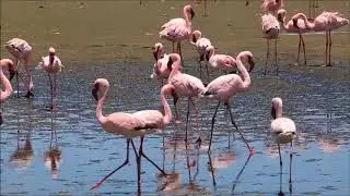 Flamingo . Namibia