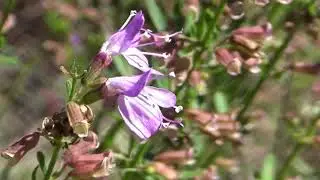 Lakela's Mint Dicerandra immaculata var  immaculata In Flower
