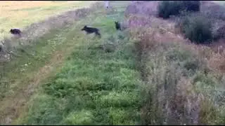 Пограничная служба Литвы опубликовала видео побега диких кабанов из Беларуси в Европу