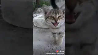 Котик