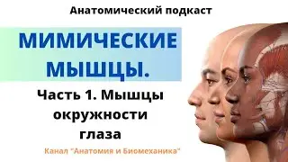 Мимические мышцы. Мышцы лица. Часть 1. Круговые мышцы глаза