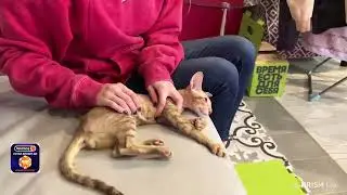 ДРОН ТРОГАЕТ ЯЙЦА КОТА