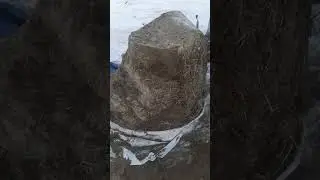 Сеннаж замёрз. Это так и должно?