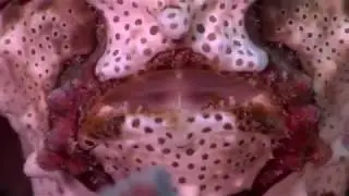 Frogfish Love