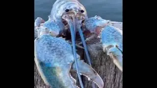 Lobsta