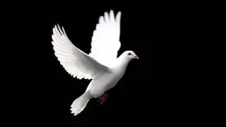 Christian Song - John 14:17     (Musica Gospel Joao 14:17)