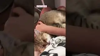 Котёночек) Оливеру 5 месяцев всего- детё малое))) #пиксибоб #нательныйкот #домашняярысь