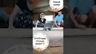 трэш!выбрасываем этот ужасный старый ковер! уборка на даче..слишком много грязи!!!Стелим новый ковер