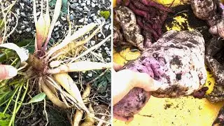 Digging Up Dahlias And Harvesting Sweet Potatoes