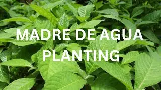 Madre de Agua Planting