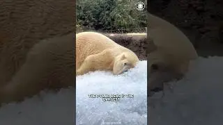 Polar Bear 🐻‍❄️ The Deadliest Beast Of The Arctic