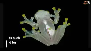 Incredible Invisible Frog - Reticulated Glass Frog - Nature Speakz