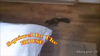 ManLand vs Mississippi squirrel in bed room