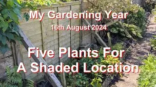 094-Five Plants For A Shady Location-16th August 2024 #shadelovingplants