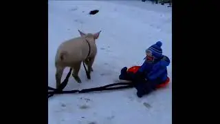 Катаемся на свинье #shorts