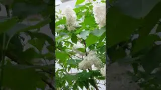 БЕЛАЯ СИРЕНЬ 