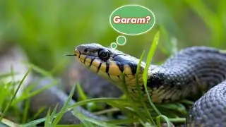 BENARKAH ULAR TAKUT GARAM?? Mari simakkk