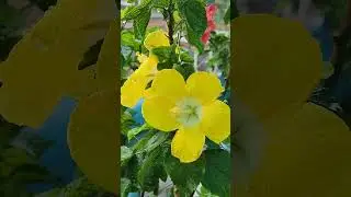 Nature beautiful flowers 🌺#devbhumi #nature #video .