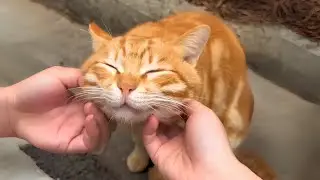 Cutest Cat in the World 💕