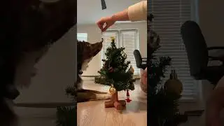 Decorating a mini tree #puppy #dog