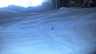 Тут мухи ебутся