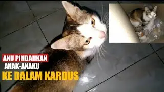 Induk kucing ini ngasi tau anaknya sudah dipindahkan. 