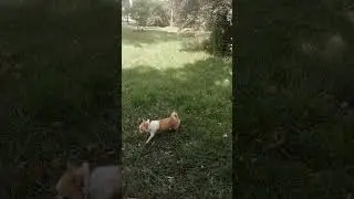 МИлая собачка