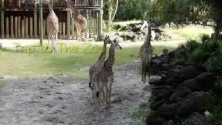 Adventures at the Zoo