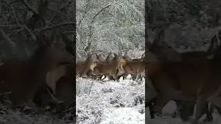 Стадо оленей! #Shorts