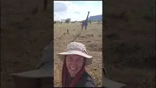 Удивительная возможность увидеть жирафов🦒 Наши туристы на сафари. Танзания отдых #shorts
