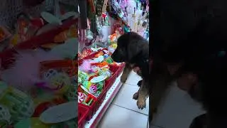 Щенок в магазине