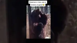 Медведь моется, точно так же как я в душе
