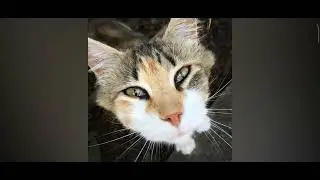 canción en el canal