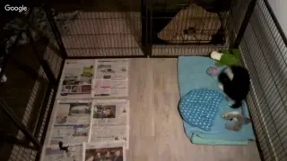 Puppycam 2-5-17