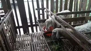 Penggemukan,Kandang Domba Koloni