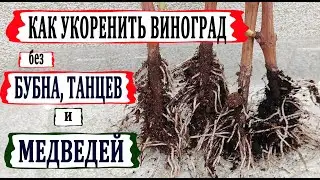 🍇 Самое простое /без танцев и бубна/ укоренение черенков винограда в грунте для начинающих.