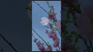 Beauty of moon with original music |NCM| #short