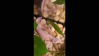Брачные игры тритонов