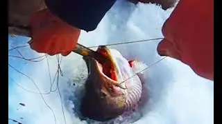 ЩУКА ЗАСТРЯЛА В ЛУНКЕ ЗИМНЯЯ РЫБАЛКА 2017 2018 КАК ПОЙМАТЬ БОЛЬШУЮ ЩУКУ НА ЖЕРЛИЦЫ зимой со льда рыб